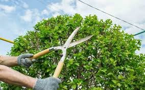 شركة تنسيق حدائق الامارات للايجار01011506101 تخه