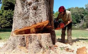 شركة قص الاشجار بالشارقة للايجار01011506101 تمح