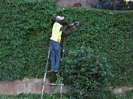 شركة قص الاشجار بالشارقة للايجار01011506101 رؤؤرؤر