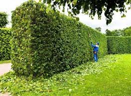 شركة قص الاشجار بالشارقة للايجار01011506101 يببي